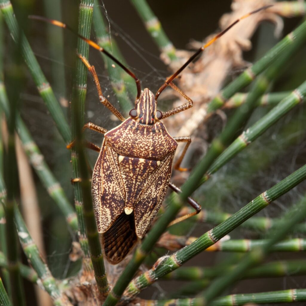 Brown Shield Bug (Poecilometis strigatus), Elliott Heads QLD © Tony Eales