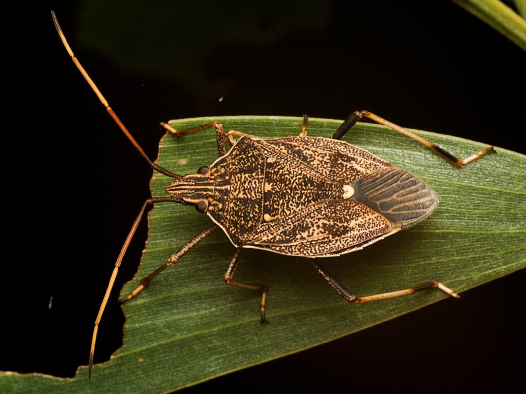 Brown Shield Bug (Poecilometis strigatus), Murrumba Downs QLD © Tony Eales