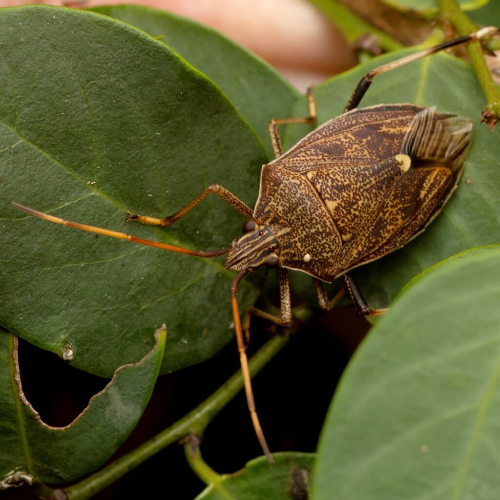 Brown Shield Bug (Poecilometis strigatus), Fitzgibbon QLD © Tony Eales