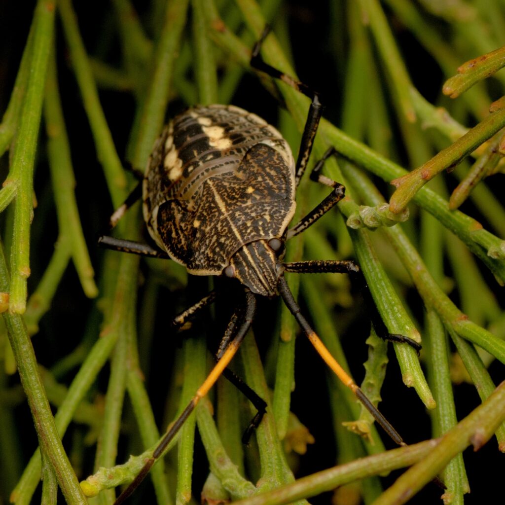 Brown Shield Bug (Poecilometis strigatus), Canberra Central, ACT © Tony Eales