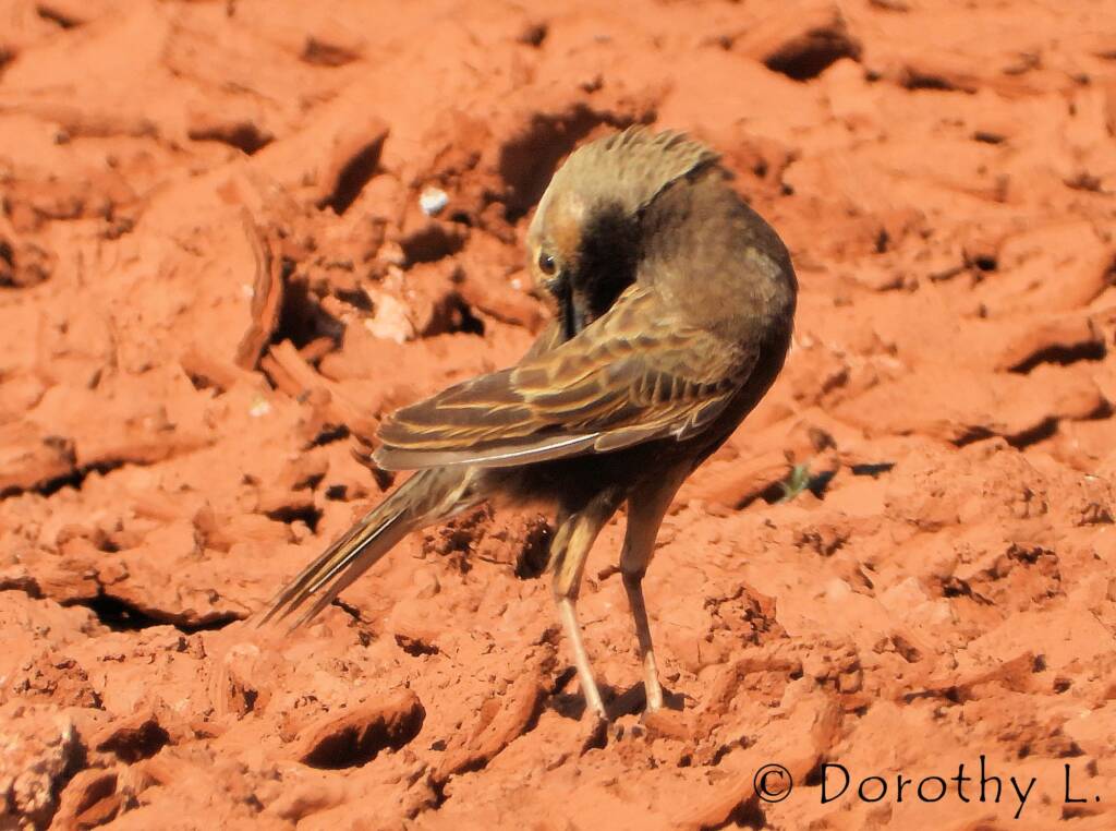 Male Brown Songlark (Cincloramphus cruralis)