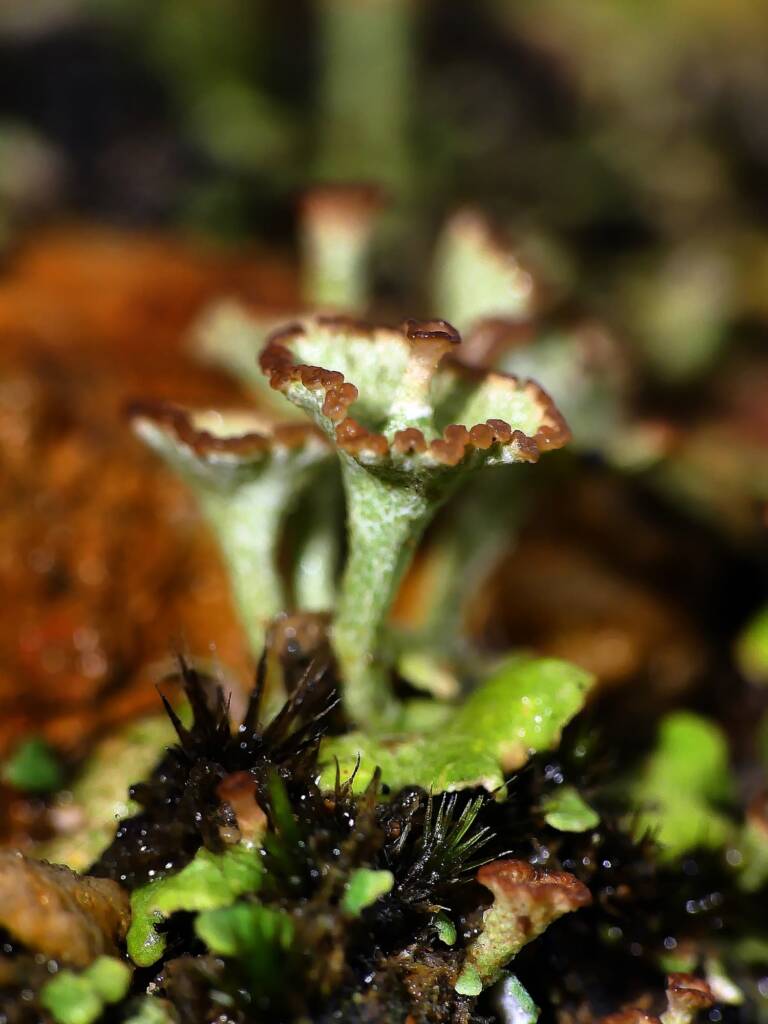Browned Pixie-cup Lichen (Cladonia cervicornis), Crafers - Bridgewater SA © Marianne Broug