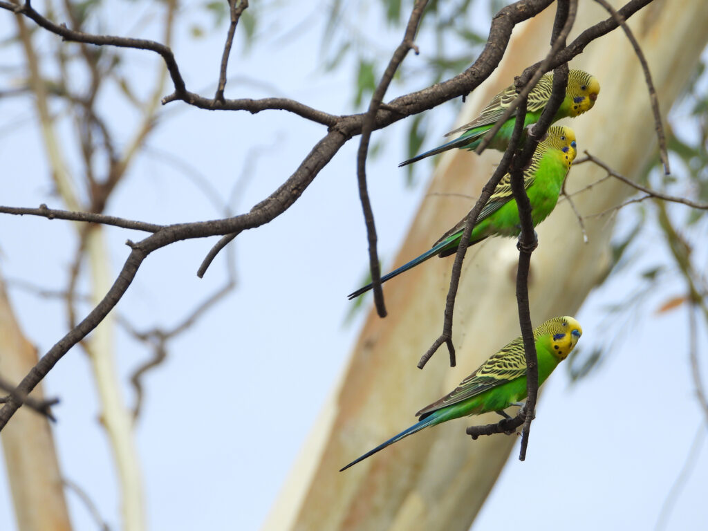 Budgerigars, Central Australia © Dorothy Latimer