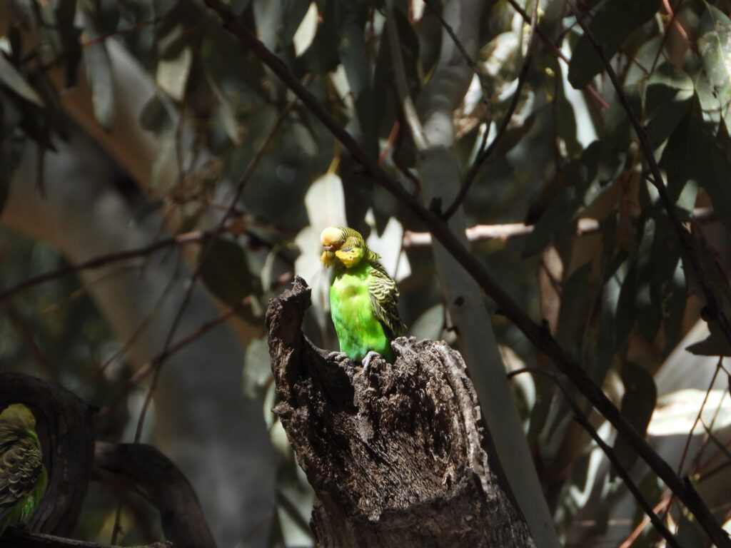 Budgerigars, Central Australia © Dorothy Latimer