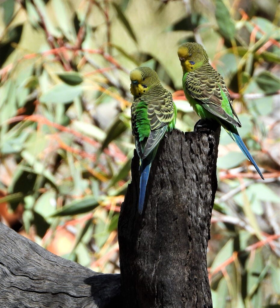 Budgerigars, Central Australia © Dorothy Latimer