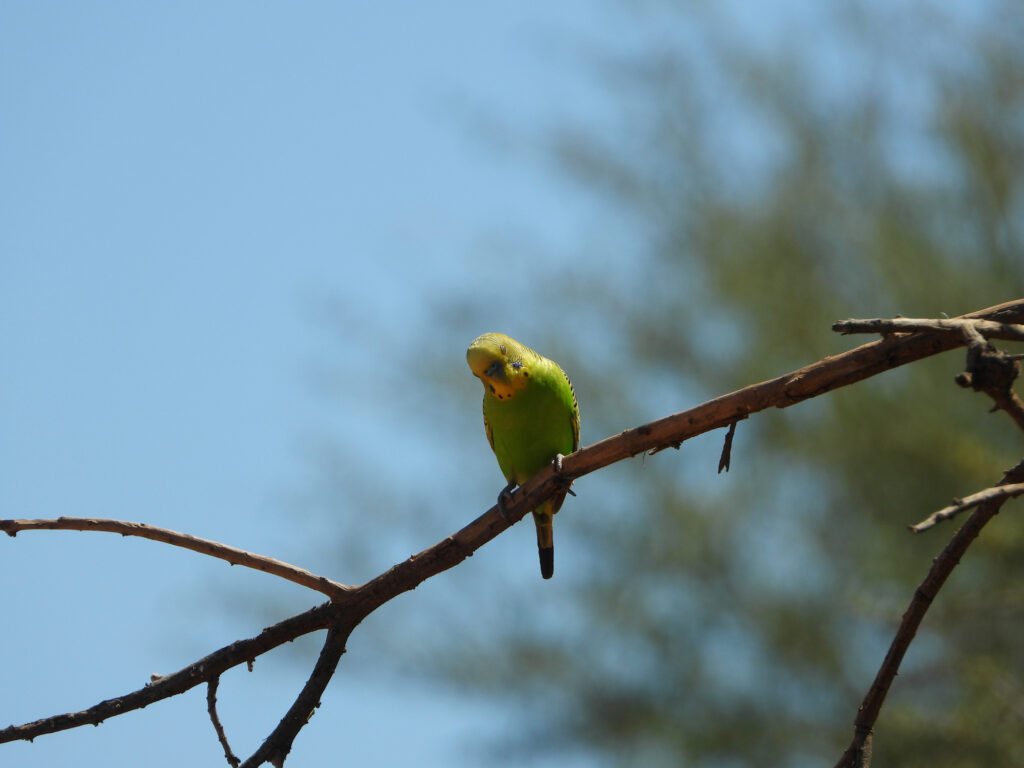 Budgerigars, Central Australia © Dorothy Latimer