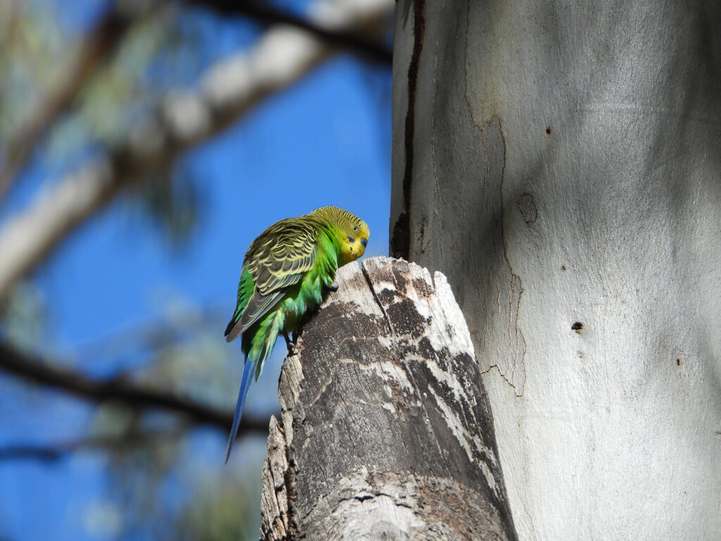 Budgerigars, Central Australia © Dorothy Latimer