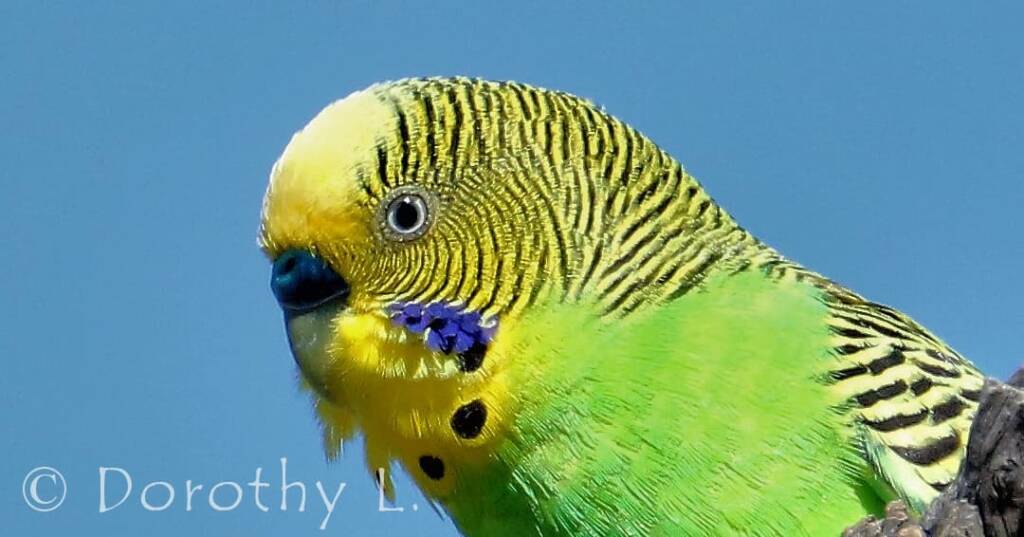 The male budgerigar displaying the royal blue colour of the cere (the area containing the nostrils)
