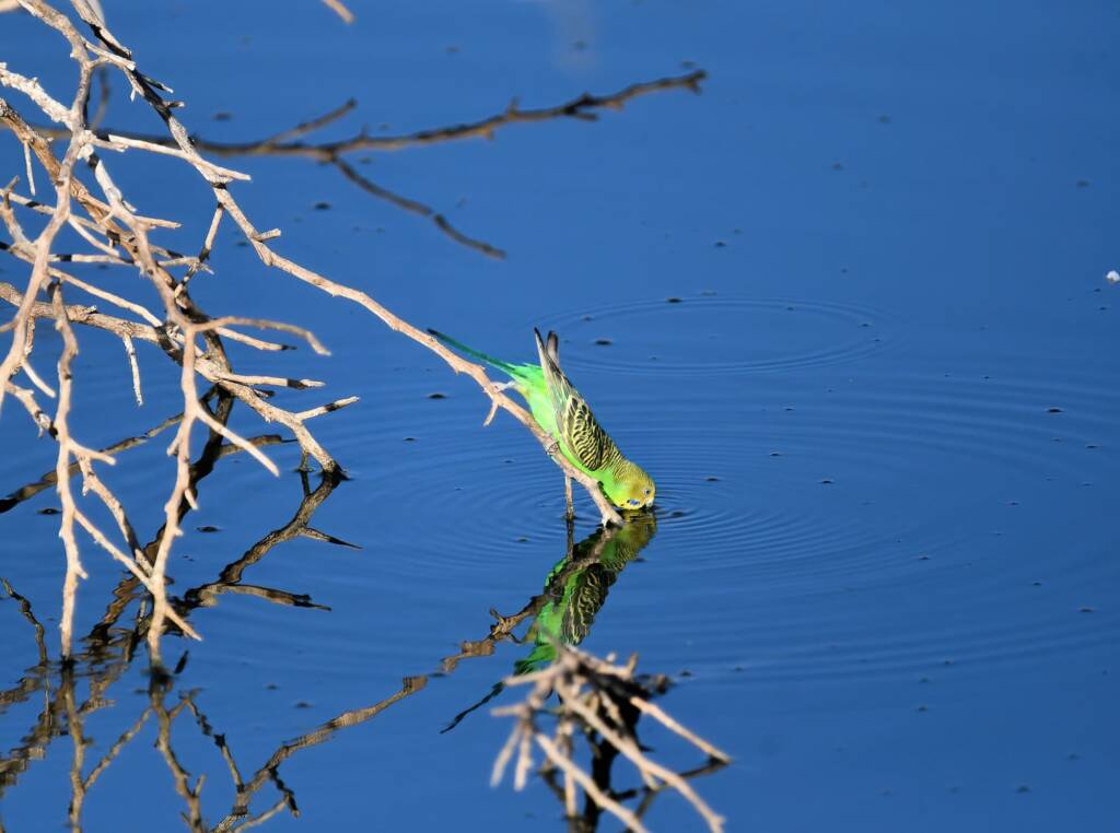Budgerigar (Melopsittacus undulatus), Alice Springs Ponds © Dorothy Latimer