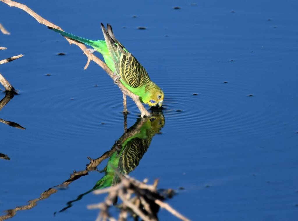 Budgerigar (Melopsittacus undulatus), Alice Springs Ponds © Dorothy Latimer