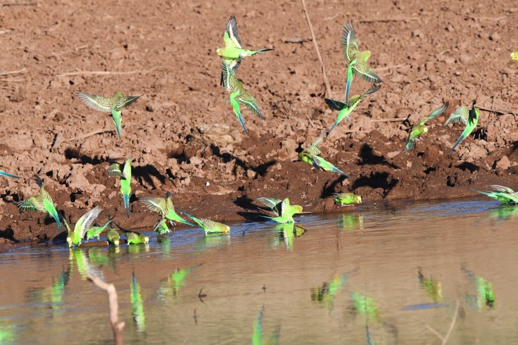 Budgerigars, Santa Teresa Road, Central Australia © Dorothy Latimer