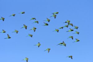 Budgerigars, Santa Teresa Road, Central Australia © Dorothy Latimer