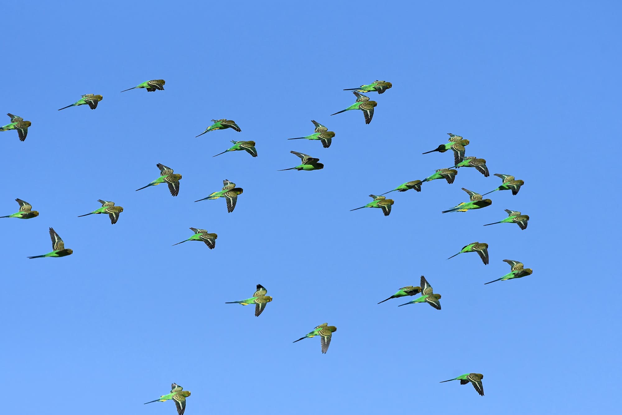 Friendship and the love of birds…