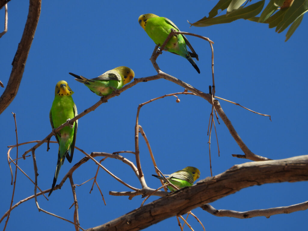 Budgerigars, Central Australia © Dorothy Latimer