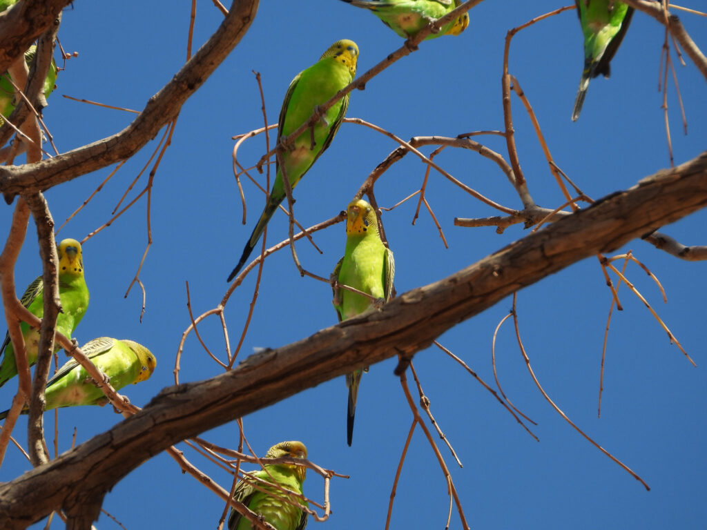 Budgerigars, Central Australia © Dorothy Latimer