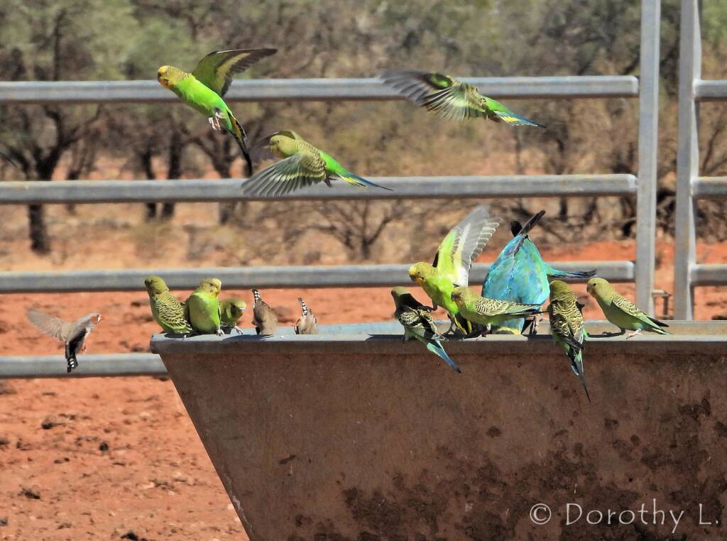 Budgerigars and Zebra Finches at water trough