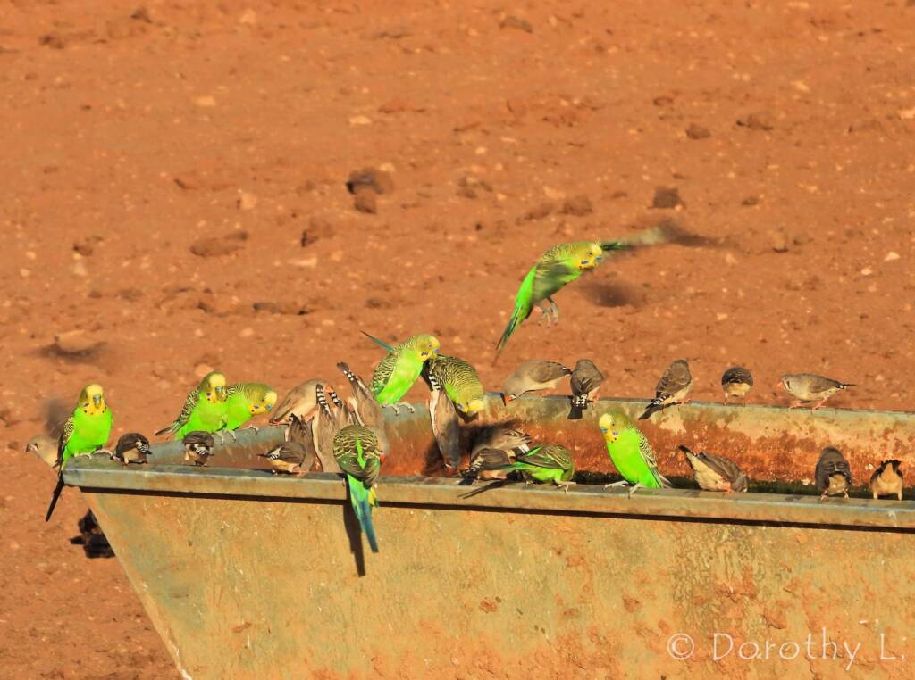 Budgerigars and Zebra Finches at water trough