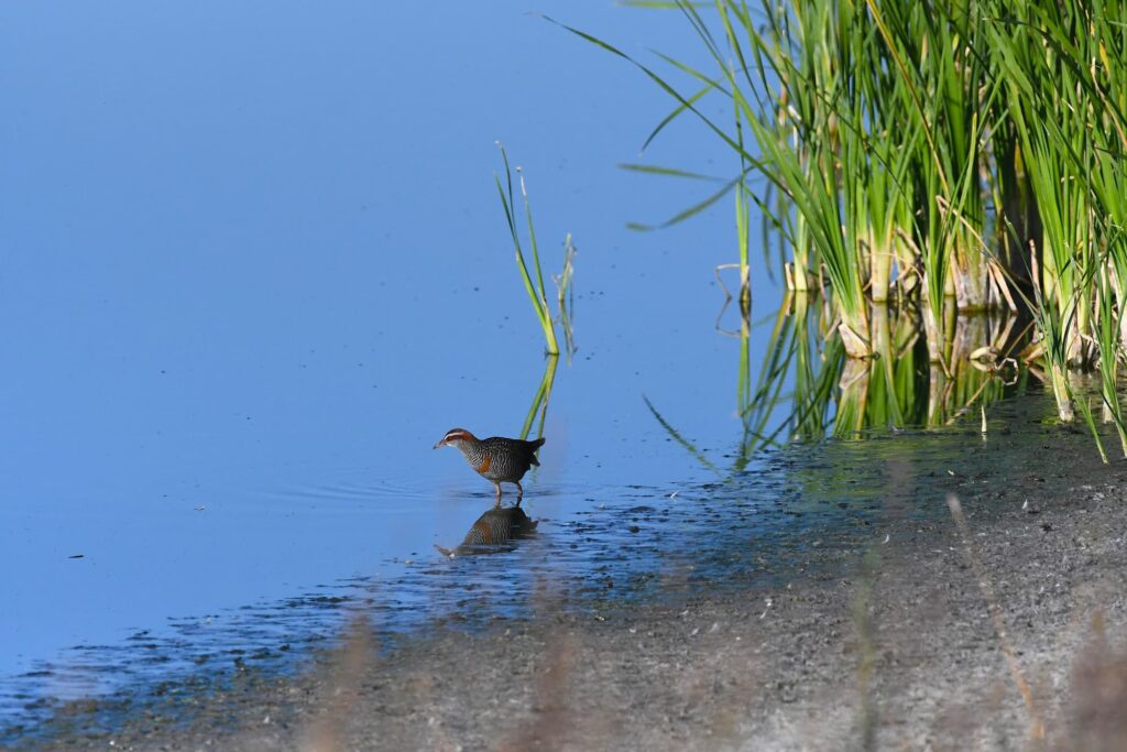 Buff-banded Rail, Alice Springs Sewage Ponds © Dorothy Latimer