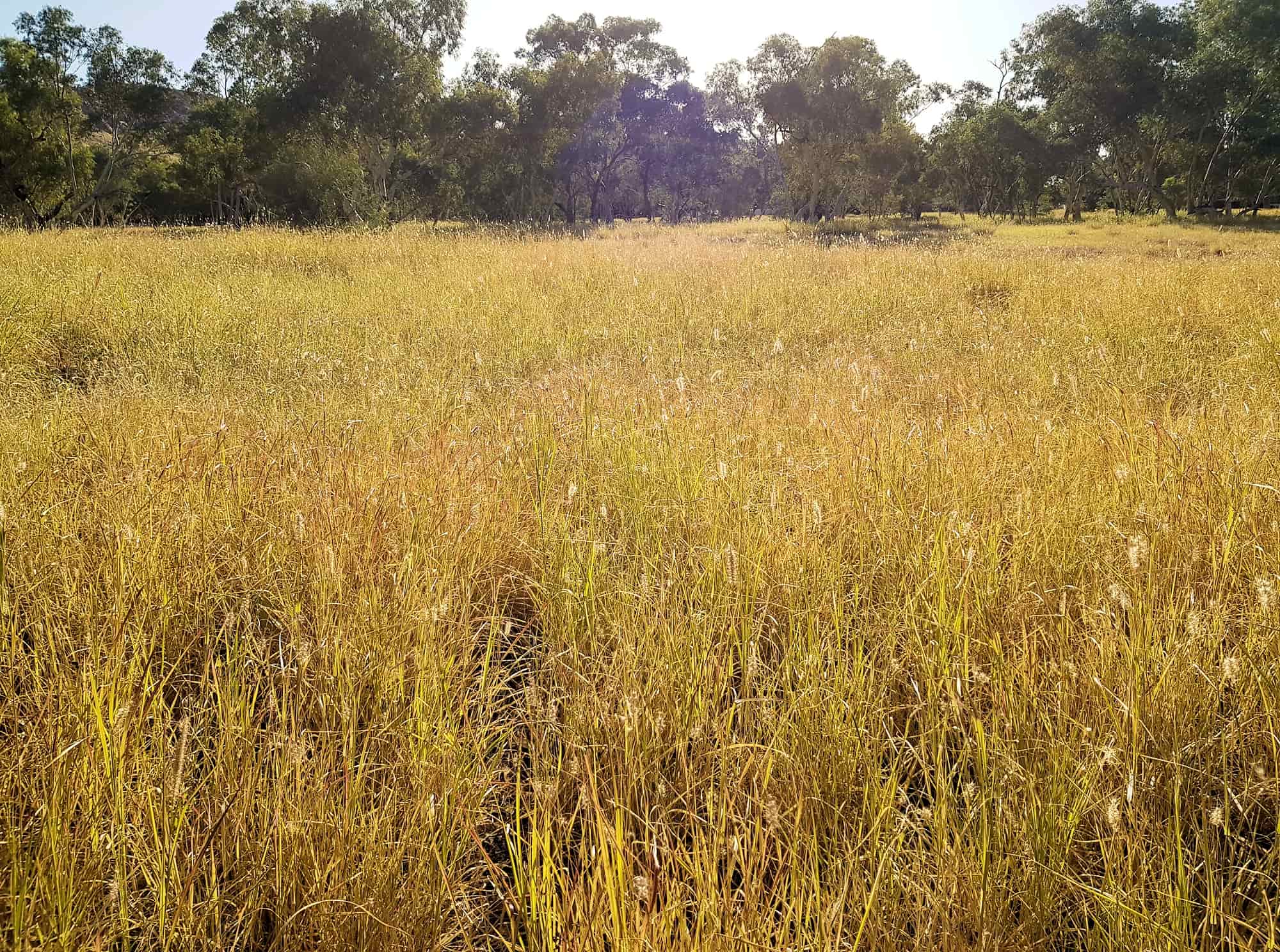 Buffel grass (Cenchrus ciliaris), Todd River, Alice Springs, NT