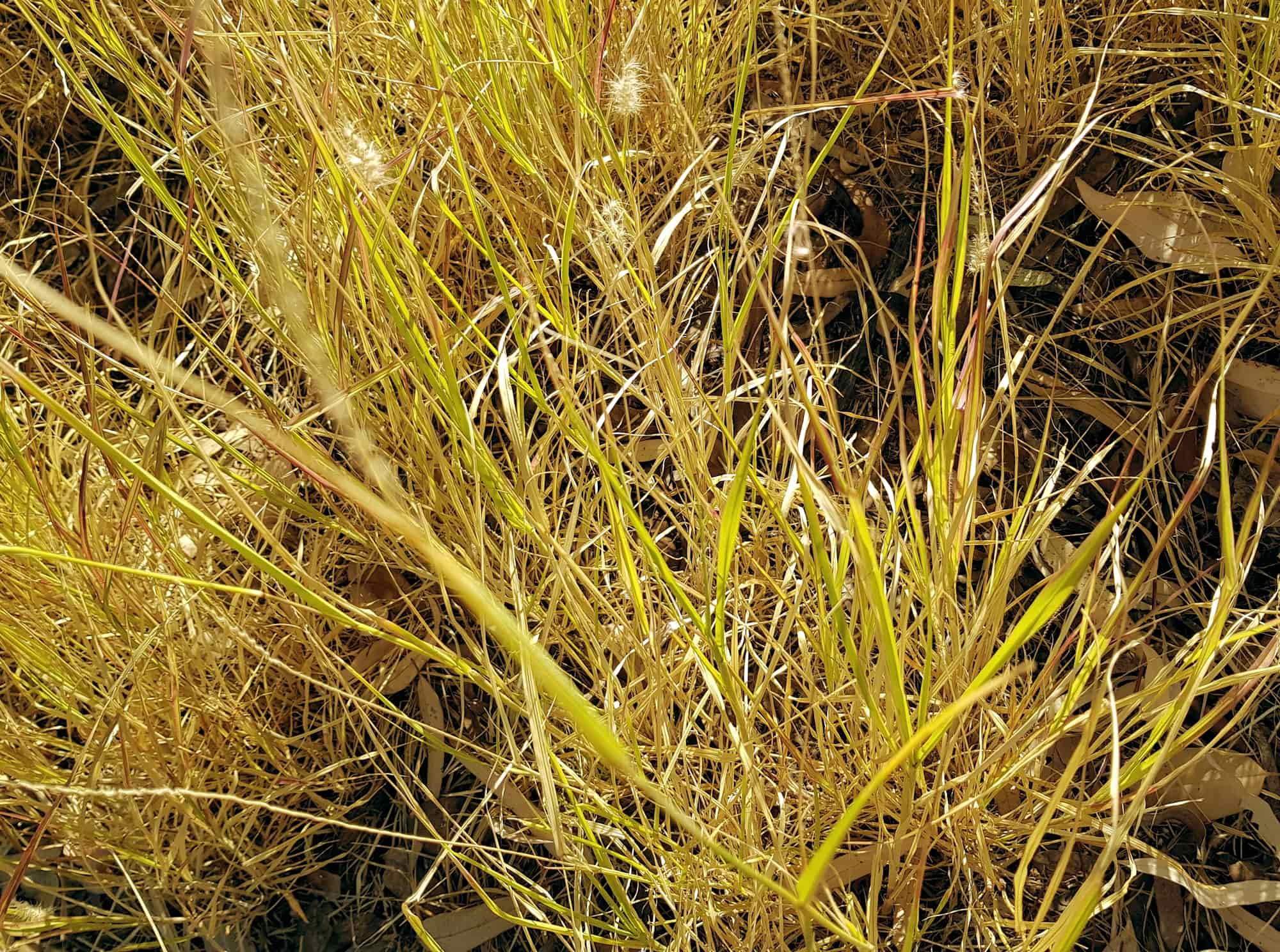 Buffel grass (Cenchrus ciliaris), Todd River, Alice Springs, NT