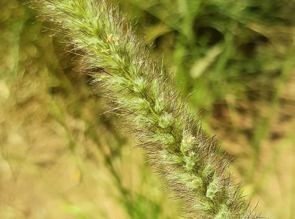 Buffel grass (Cenchrus ciliaris), Alice Springs, NT