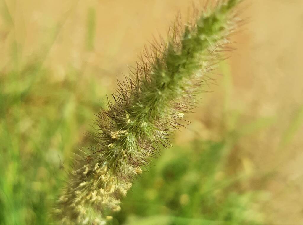 Buffel grass (Cenchrus ciliaris), Alice Springs, NT