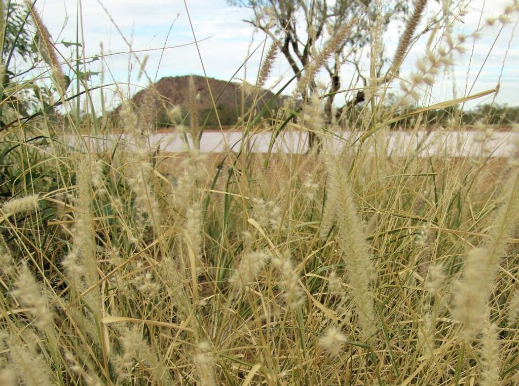 Buffel Grass (Cenchrus ciliaris), Ilparpa Claypans, Alice Springs NT