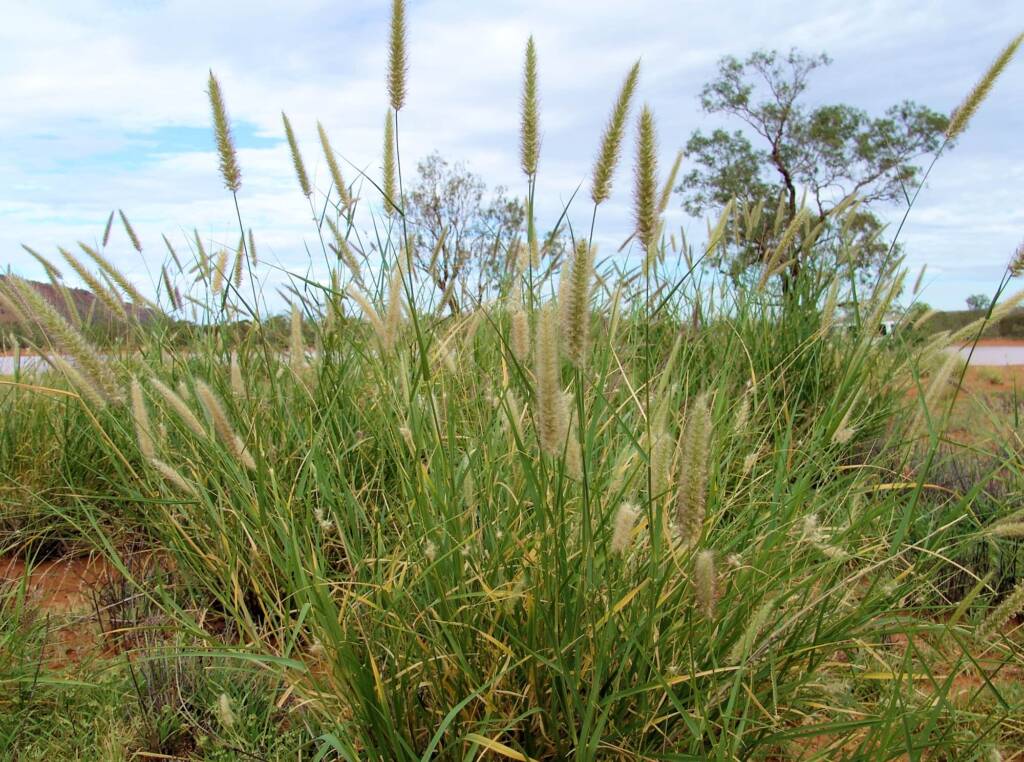 Buffel Grass (Cenchrus ciliaris), Ilparpa Claypans, Alice Springs NT