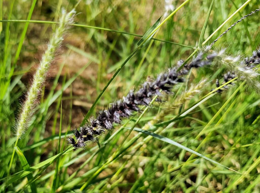 Buffel grass (Cenchrus ciliaris), Redbank Waterhole, Owen Springs, NT