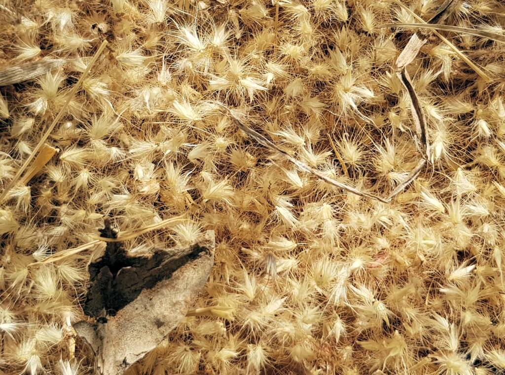 Buffel grass (Cenchrus ciliaris), Redbank Waterhole, Owen Springs, NT