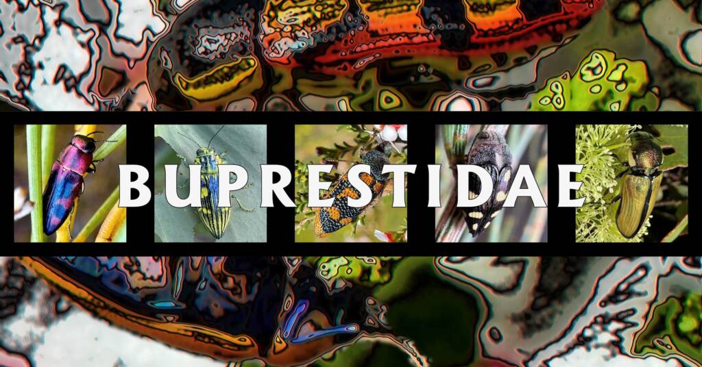 Buprestidae - Ausemade filmstrip