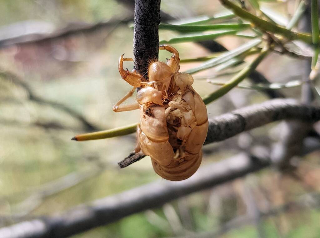 Cicada nymph shell case of the Burbunga hillieri, Alice Springs, NT