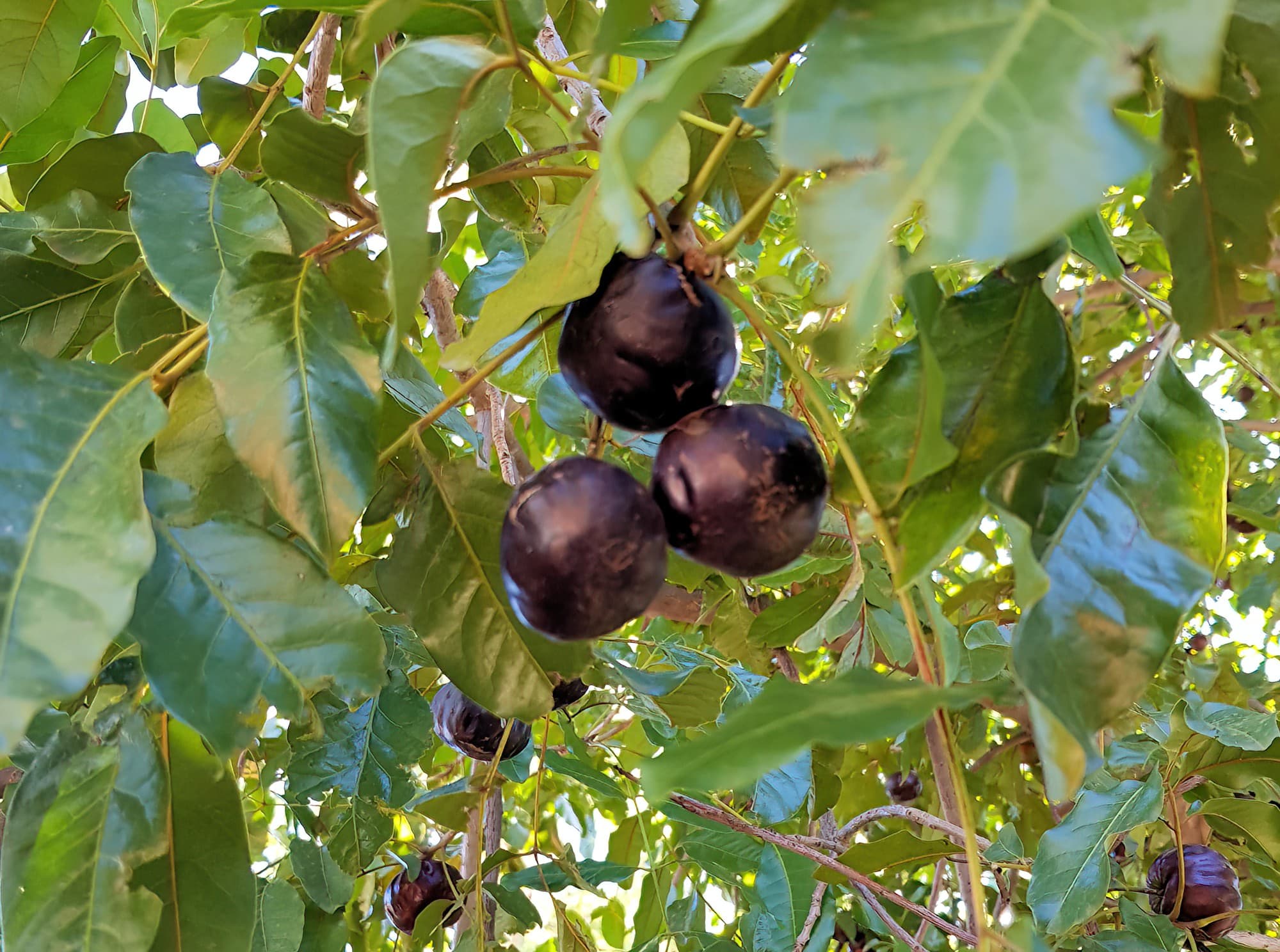 Burdekin plum tree growing