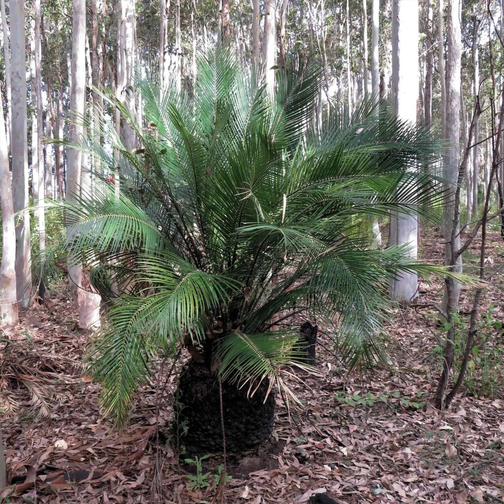 Burrawang (Macrozamia communis), Bermagui NSW © Deb Taylor