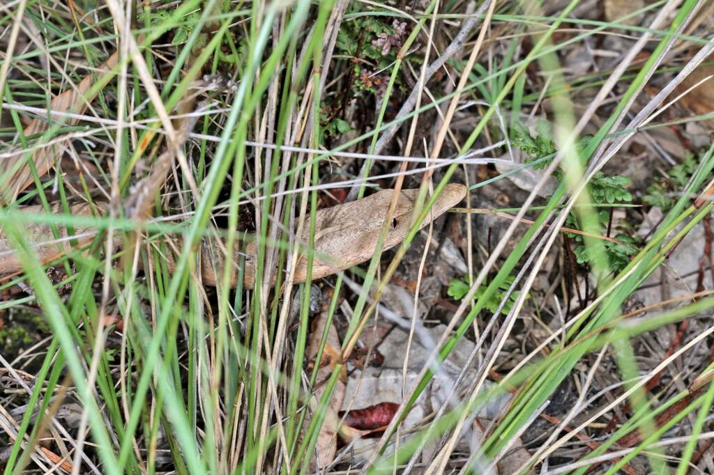 Burton's Legless Lizard (Lialis burtonis), Southern Downs QLD © Marc Newman