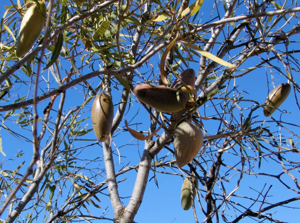 Bush Banana (Marsdenia australis)