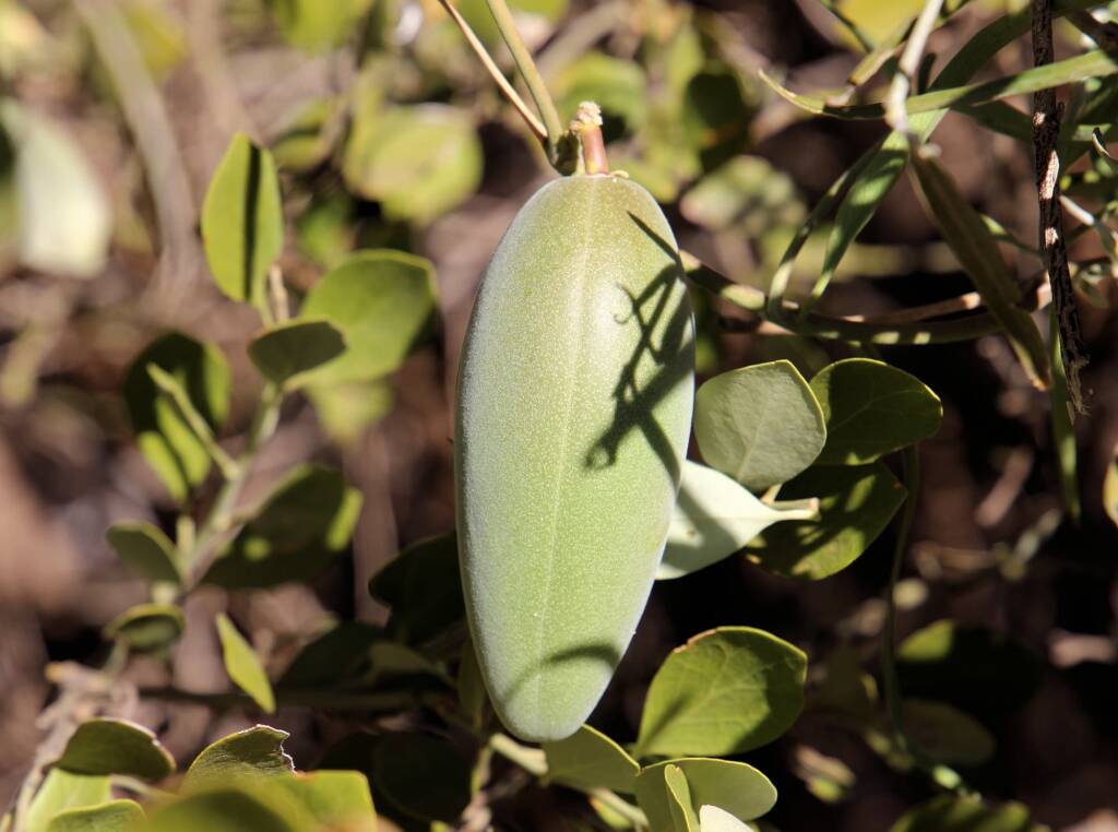 Bush Banana (Marsdenia australis)