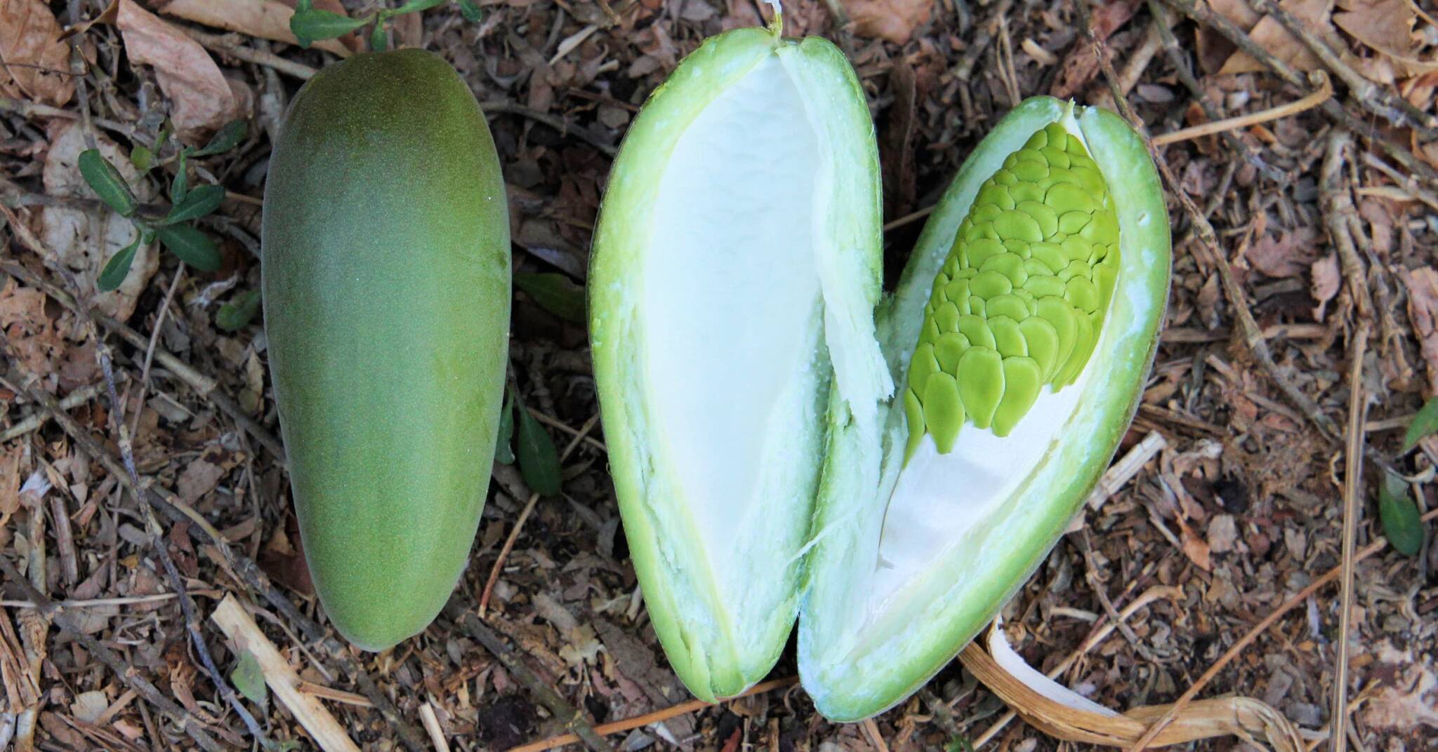 Bush banana traditional food