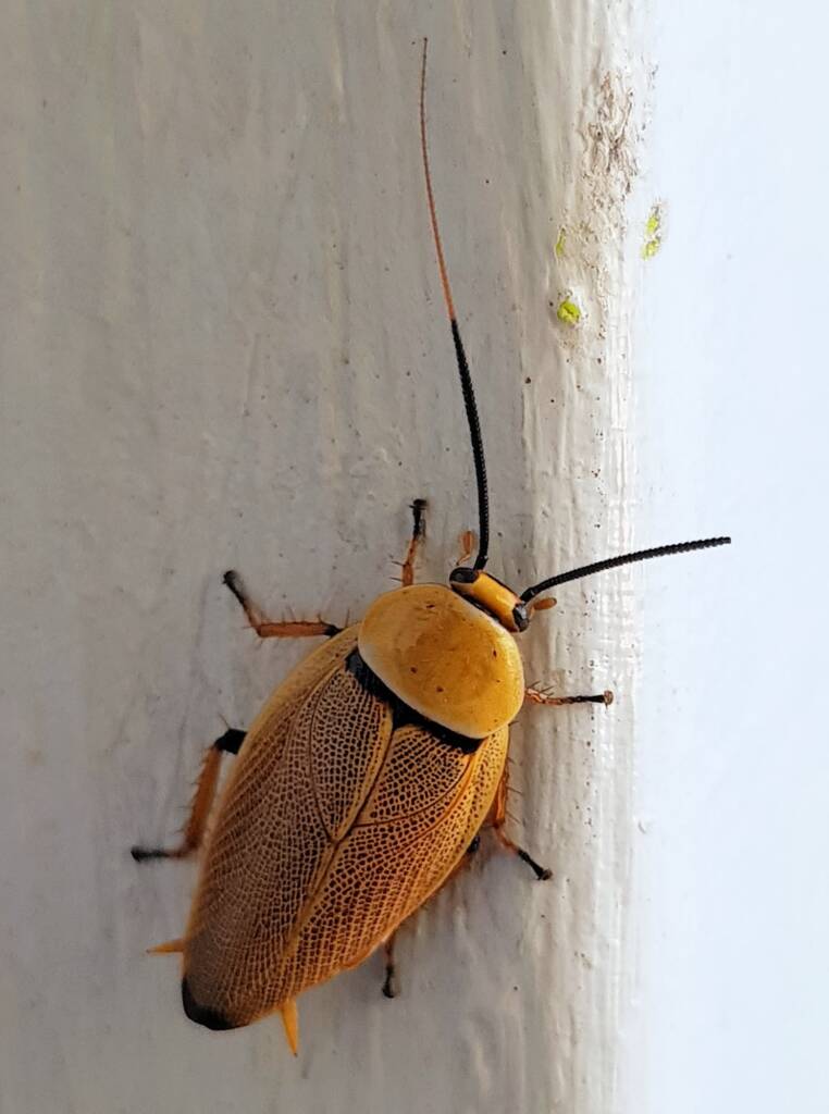 Bush Cockroach (Ellipsidion humarale), Alice Springs NT