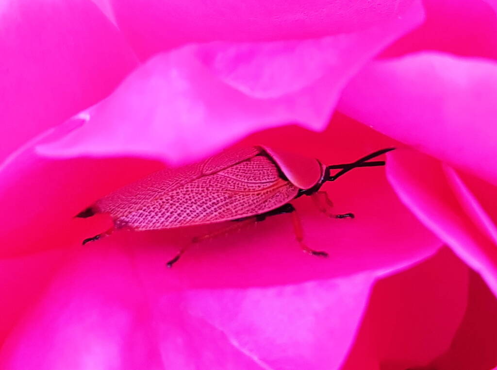 Bush Cockroach (Ellipsidion humarale) sheltering in a rose, Alice Springs, NT