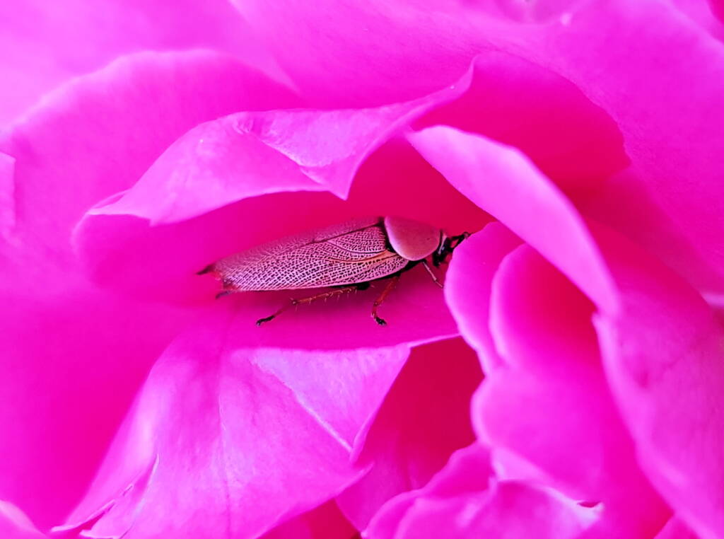 Bush Cockroach (Ellipsidion humarale) sheltering in a rose, Alice Springs, NT