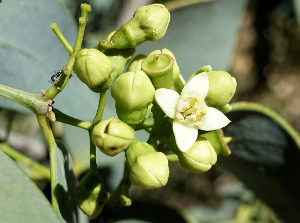 Bush Plum (Santalum lanceolatum)