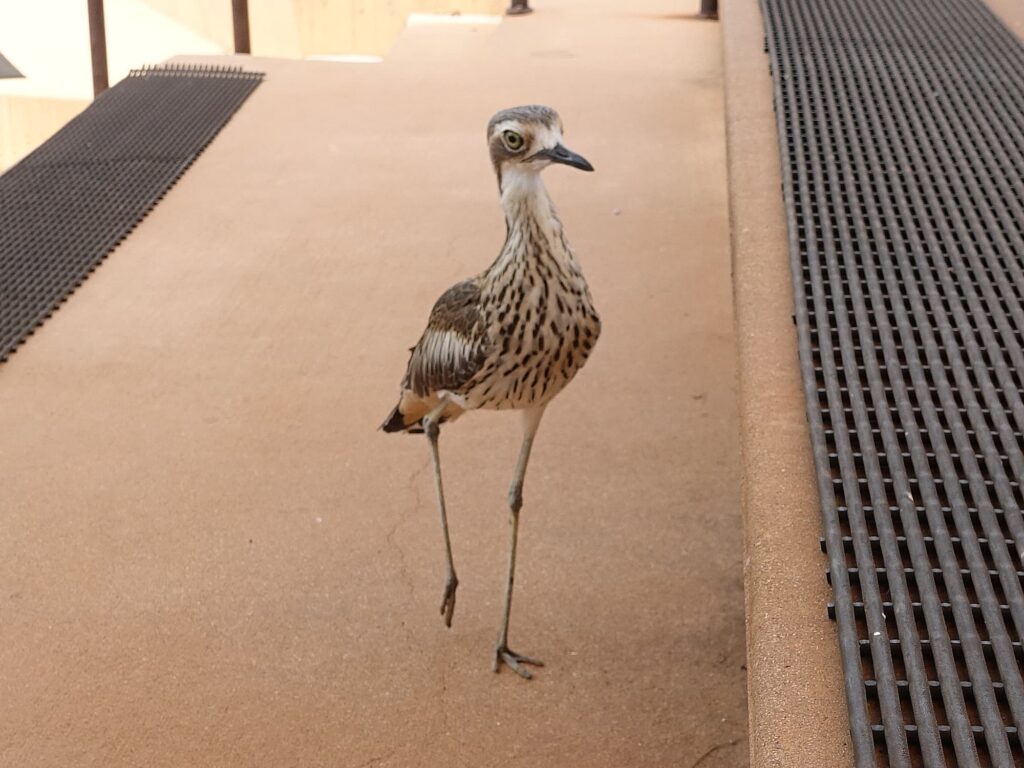 Bush Stone-curlew (Burhinus grallarius), Alice Springs Desert Park NT