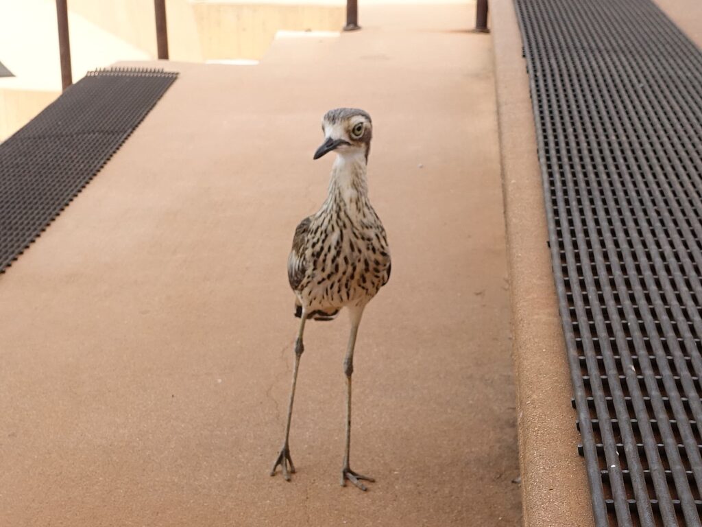 Bush Stone-curlew (Burhinus grallarius), Alice Springs Desert Park NT
