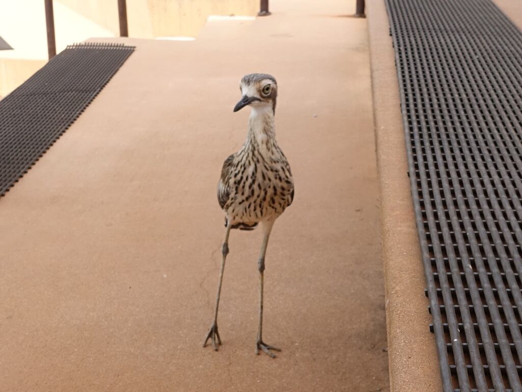 Bush Stone-curlew (Burhinus grallarius), Alice Springs Desert Park NT