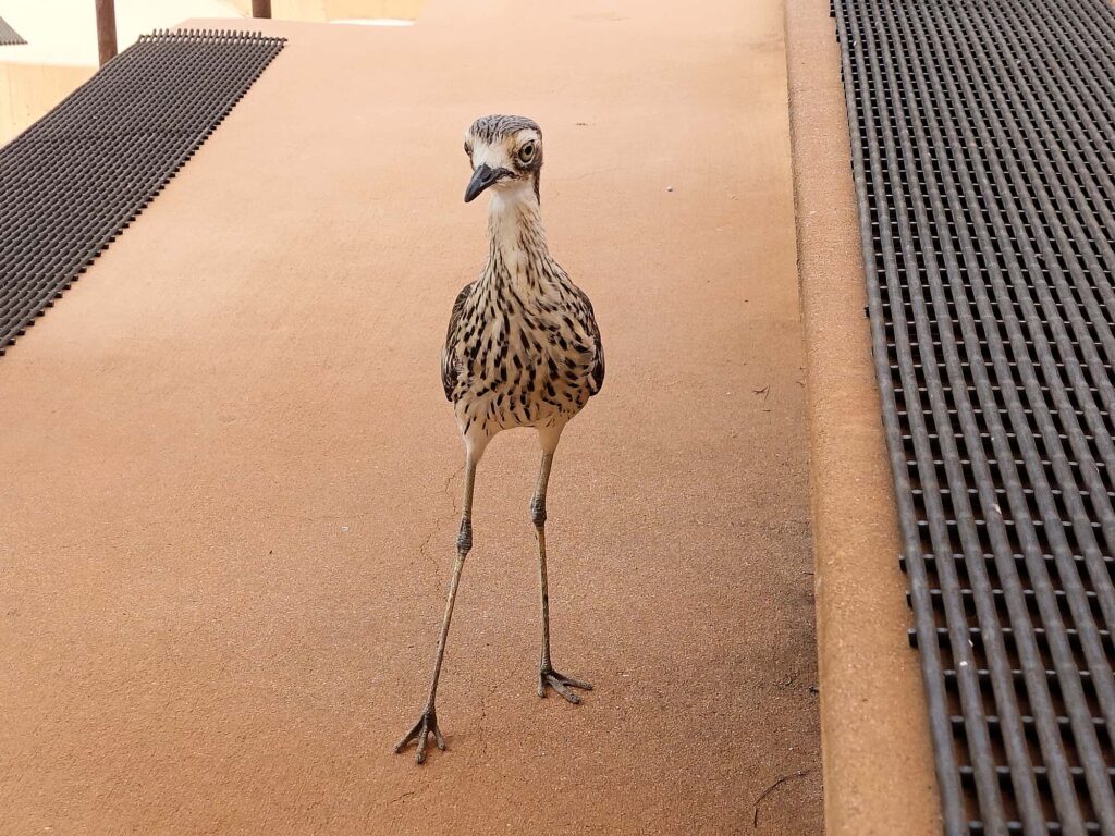 Bush Stone-curlew (Burhinus grallarius), Alice Springs Desert Park NT