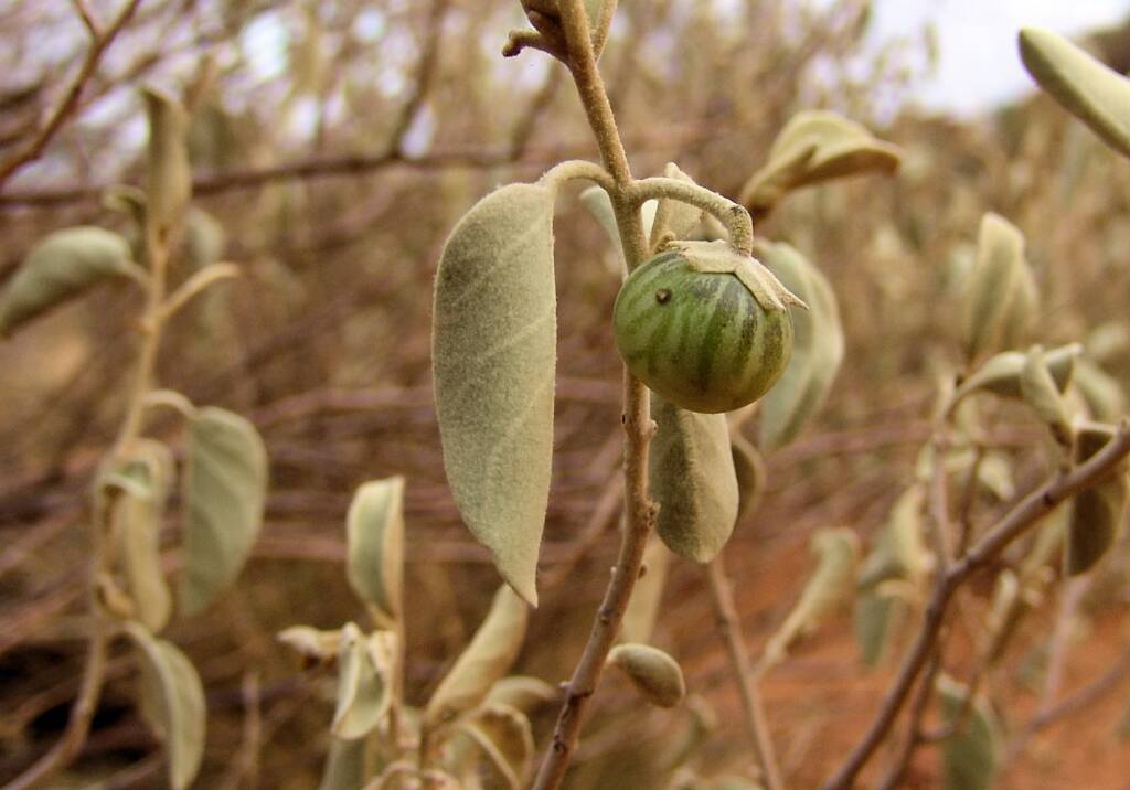 Bush Tomato (Solanum centrale), Kings Canyon