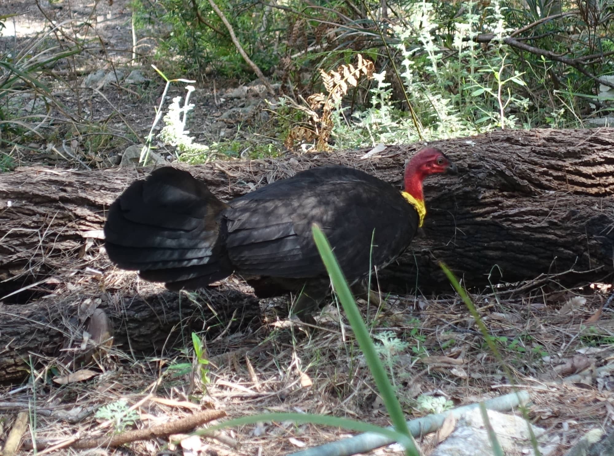 Australian Bush Turkey Ausemade