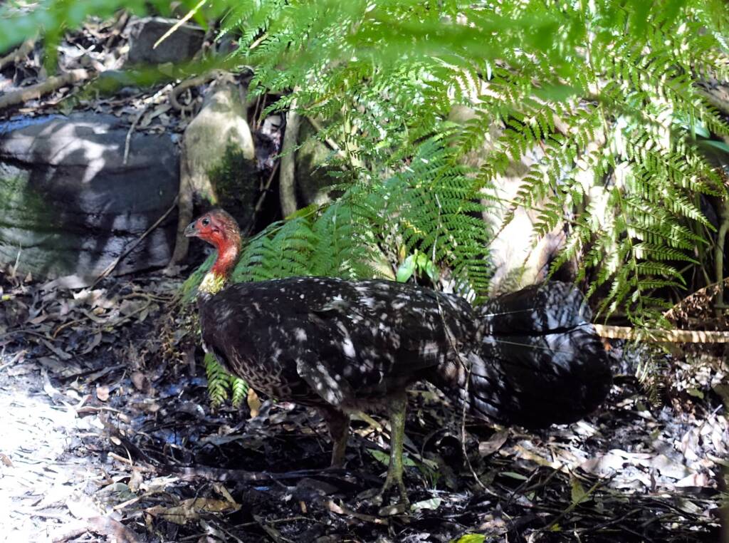 Australian Brush-turkey (Alectura lathami), Stony Range Regional Botanic Garden, Dee Why NSW