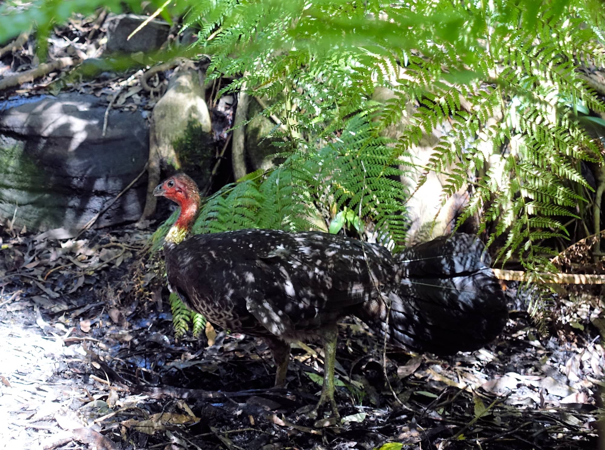 Australian Bush Turkey Ausemade